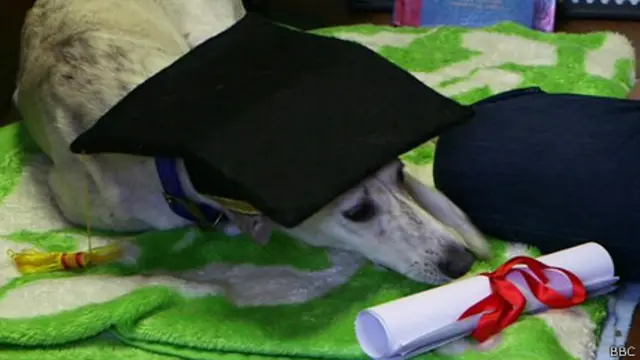 Perro graduado