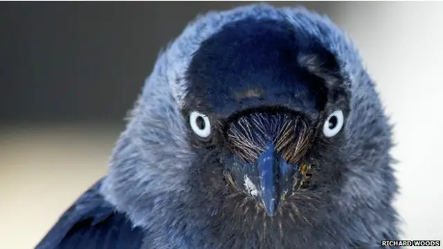 जैकडॉ पक्षी