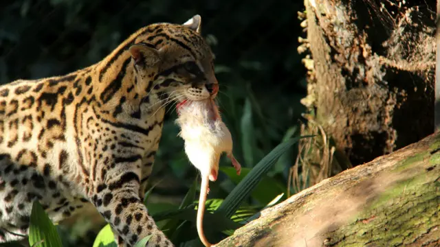Marcelo Gemignani flagrou este leopardo buscando um lugar calmo para "almoçar". A imagem foi captada no Zoológico de São Paulo.