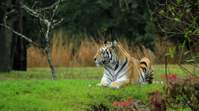Ainda nas lentes de Marcelo Gemignani, um tigre descansa no Animal Kingdom, em Orlando, nos Estados Unidos.