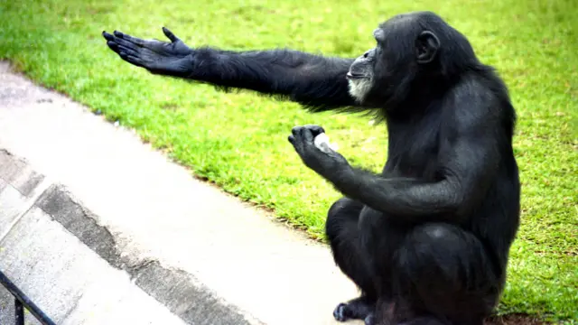 Carlos Eduardo Simões flagrou este chimpanzé pedindo comida aos visitantes do Zoológico de São Paulo. 