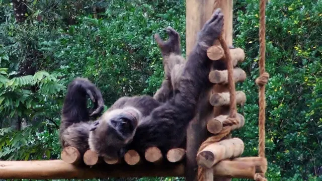 Um gorila se espreguiça no Zoológico de Belo Horizonte. Foto de Marcos Bernardes. 