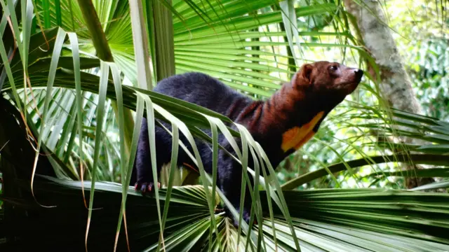 Nesta foto de Flavia Regina Bueno, uma irara se equilibra sobre a vegetação no Parque Ecológico de São Carlos, em São Paulo. No Brasil, o animal também é conhecido como "papa mel" porque este é seu alimento preferido. 