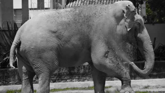 Nesta imagem de Flavia Regina Bueno, um elefante-asiático toma banho de areia no Zoológico Municipal de Sorocaba, em São Paulo.