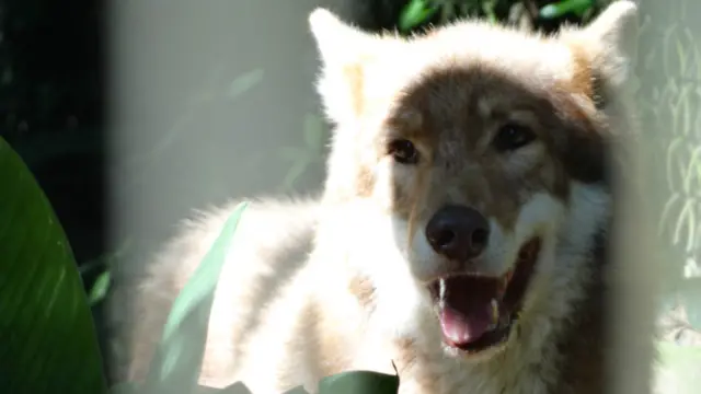 Bruna de Mattos fotografou este lobo durante uma visita ao Zoológico de São Paulo.