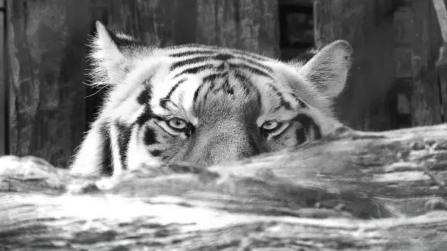 Os leitores da BBC Brasil nos enviaram fotos para o tema da galeria desta semana: zoológico. Alexandre Santana Furlan clicou este tigre-de-bengala, no Zoológico de Bauru, em São Paulo.