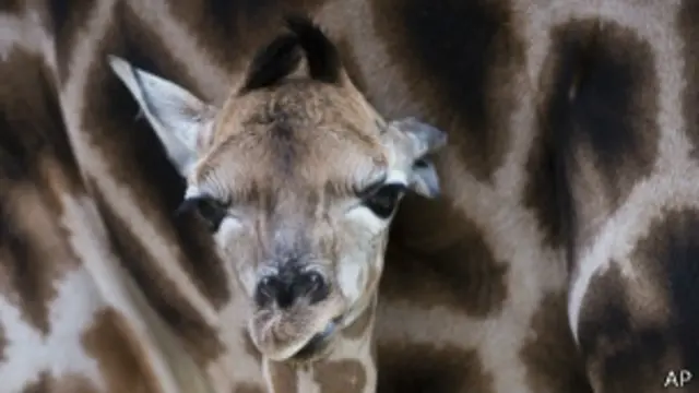 محاولات ايجاد بيت بديل للزرافة الوليدة باءت بالفشل