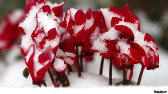 公园里盛开的鲜花也被大雪覆盖,却更别有一番风情
