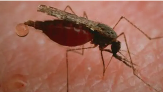 Mosquito de la malaria