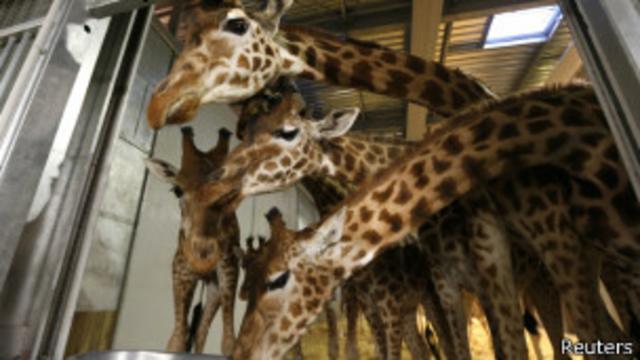 Жирафы в Парижском зоопакре