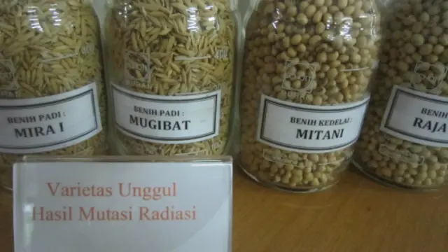 Padi iradiasi nuklir