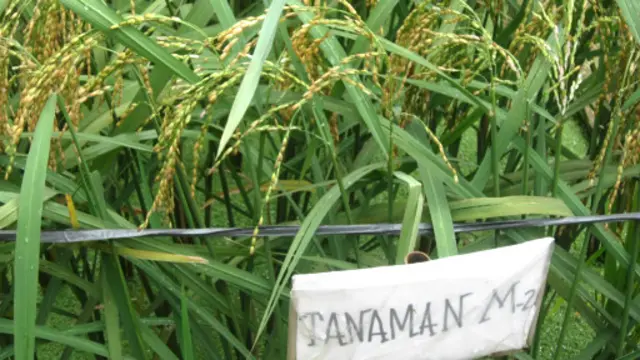 Padi iradiasi nuklir