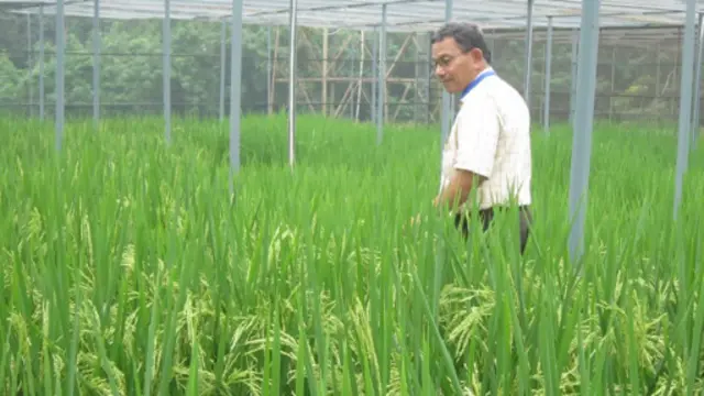 Padi iradiasi nuklir