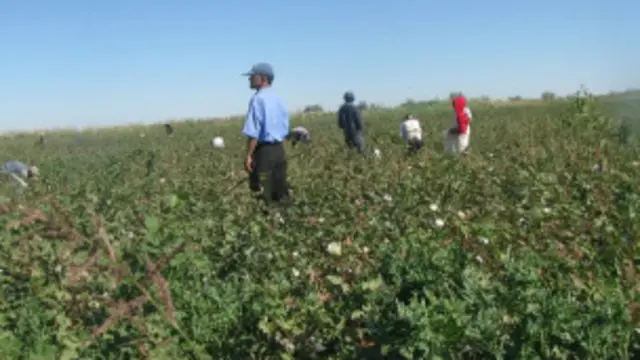 Ўзбекистон ҳукумати пахтани етиштириш ва йиғиштириб олиш ишларига оммавий сафарбарлик йўқлигини айтади