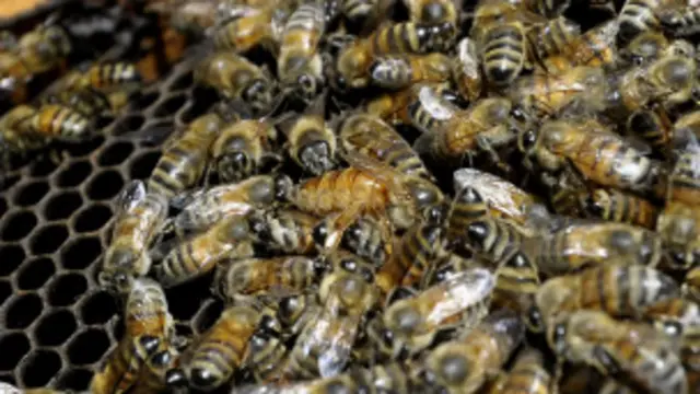 دا د غومبسو او مچیو د مرګ په برخه کې تر ټولو ژوره او هر اړخیزه څېړنه ده.