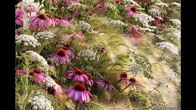 بین الاقوامی گارڈن فوٹوگرافی کے مقابلے میں روزانا کاسترینی کی تصور مجموعی طور پر فاتح رہی۔ مقابلے کے ایک جج اینڈریو لاسن نے کہا کہ ’کئی پودوں کی ایک ساتھ تصویر بنا لینا مشکل کام ہے۔ میرے لیے یہ تصویر بے عیب ہے۔‘ 