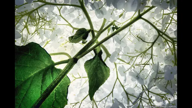 اس مقابلے میں تمام ممالک سے تصاویر کا خیر مقدم کیا گیا اور کسی مخصوص کیمرے یا تکنیک کی قید نہیں تھی۔ اینجے بوخینسکی کو پودوں کی خوبصورتی کے زمرے میں ان کی تصویر’میرے باغ میں گل ادریسی‘ پر دوسرا انعام ملا۔