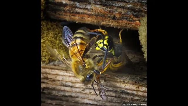 باغیچے میں جنگلی حیات کے زمرے میں کرس رابن کی تصویر کو تیسرا انعام ملا جس میں ایک شہد کی مکھی اپنے چھتّے کا دفاع کر رہی ہے۔