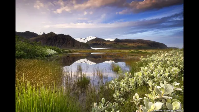 جنگلی پھولوں کی مناظر کے زمرے میں میٹیوش لیبرّا کی تصویر ’اے کلیکشن آف وائلڈ پلانٹس‘ نے کامیابی حاصل کی۔