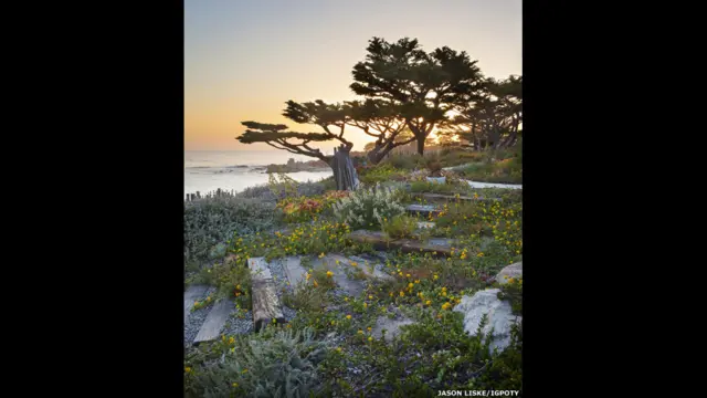 خوبصورت باغیچے میں پہلا انعام حاصل کرنے والی تصویر جیسن لسک کی ہے جس کا عنوان ’نیٹو کوسٹ‘ یعنی مقامی ساحل ہے۔