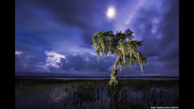 پال مارسیلینی کی یہ تصویر ’درخت، لکڑیاں اور جنگل‘ نامی کیٹیگری میں دوسرے انعام کی حق دار ٹھہری۔