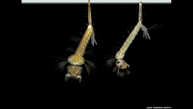 نینا جانسن نے ’میرے باغیچے کے تالاب میں ننھی مخلوق‘ کے عنوان سے تصویر پر پورٹفولیو انعام جیتا۔ جیتنے والی تصاویر 30 مارچ 2014 کو رائل بونٹینک گارڈنز میں نمائش کے لیے پیش کیے جائیں گے۔ 