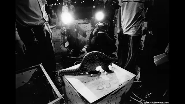 दुर्लभ वन्यजीवों की प्रजाति