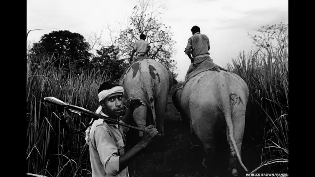 पार्क रेंजर, काजीरंगा नेशनल पार्क