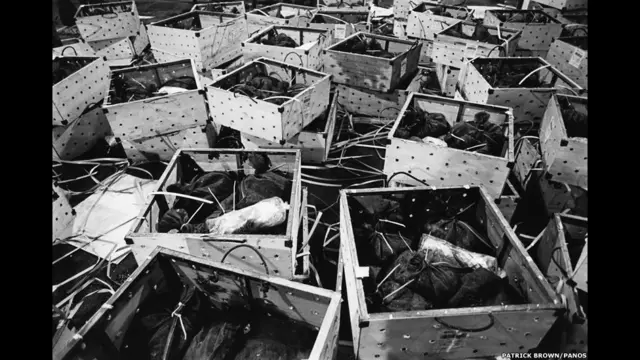 दुर्लभ वन्यजीवों की प्रजाति