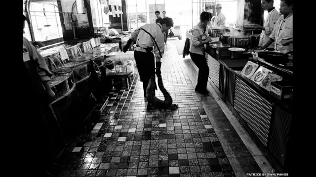 दुर्लभ वन्यजीवों की प्रजाति