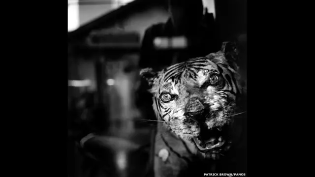 वियतनाम में दवा की दुकान पर बाघ का मुखौटा