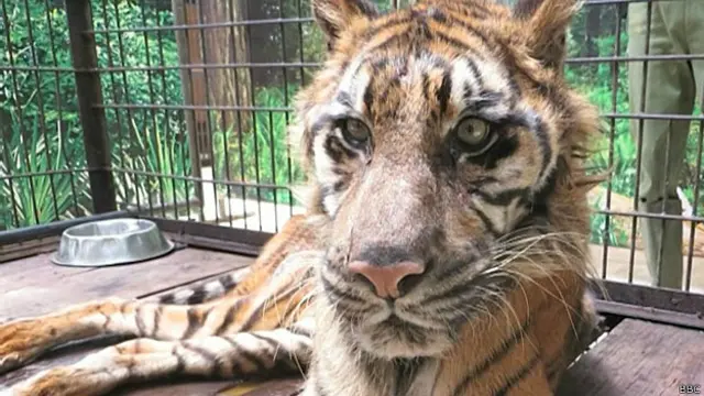 Tigresa em Surabaya (BBC)