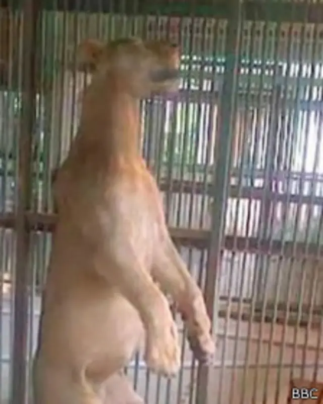 Leão Michael, encontrado enforcado (BBC)