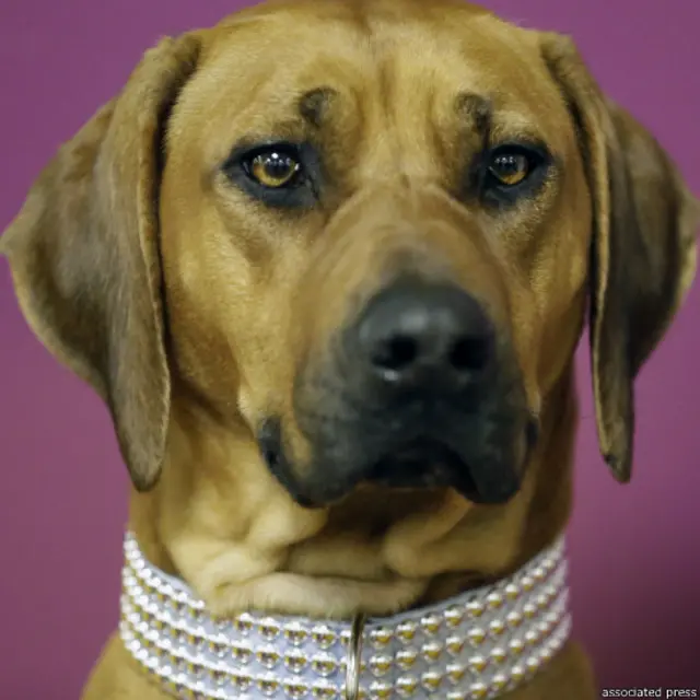 न्यूयॉर्क डॉग शो