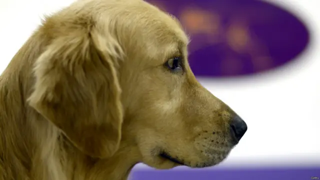 न्यूयॉर्क डॉग शो