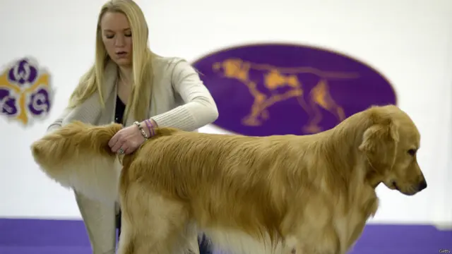 न्यूयॉर्क डॉग शो