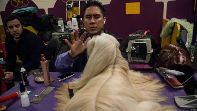 न्यूयॉर्क डॉग शो