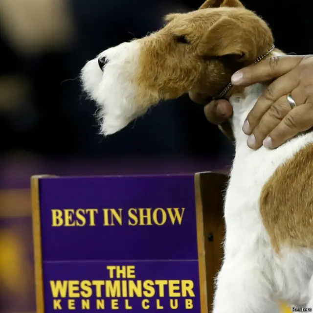 न्यूयॉर्क डॉग शो