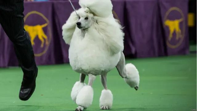 न्यूयॉर्क डॉग शो