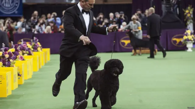 न्यूयॉर्क डॉग शो