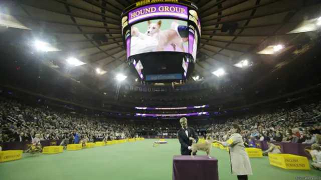 न्यूयॉर्क डॉग शो