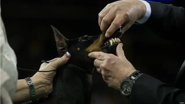 न्यूयॉर्क डॉग शो