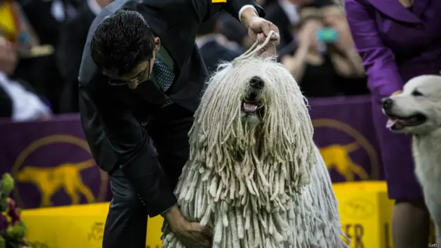 न्यूयॉर्क डॉग शो