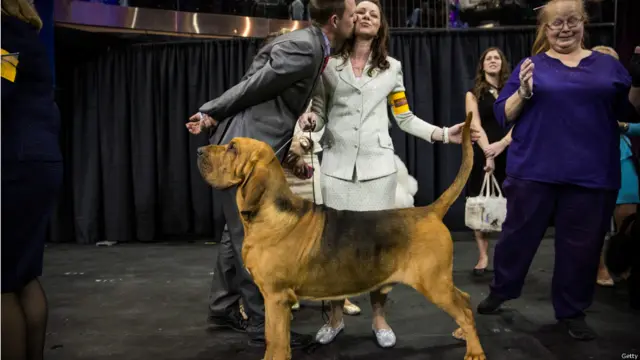 न्यूयॉर्क डॉग शो