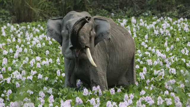 एक दाँत वाला हाथी (फाइल फोटो)