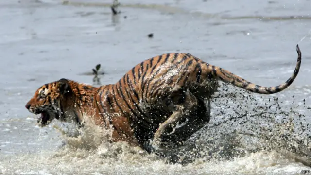 Para especialistas, grande problema é a demanda por produtos de caça ilegal