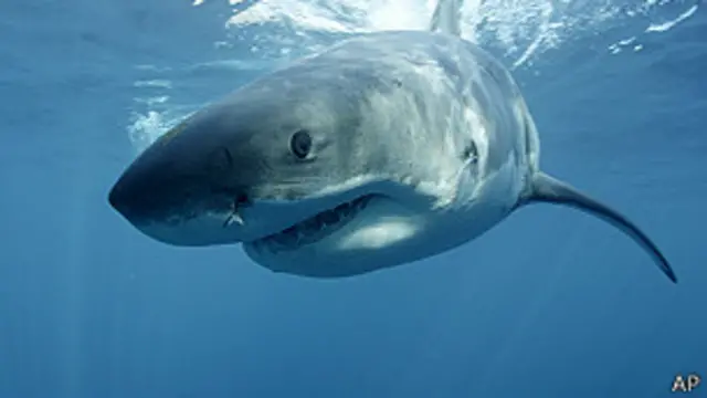 Gran tiburón blanco