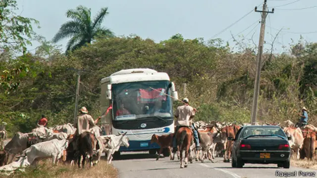 Ganado en carretera