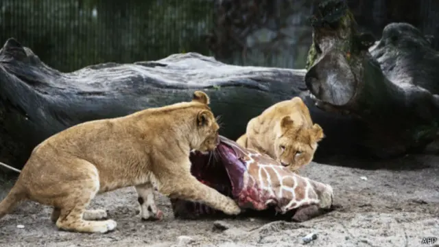 أثار سماح الحديقة للأطفال بمشاهدة اعدام "ماريوس" لغطا