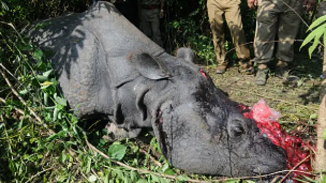 rinoceronte mutilado